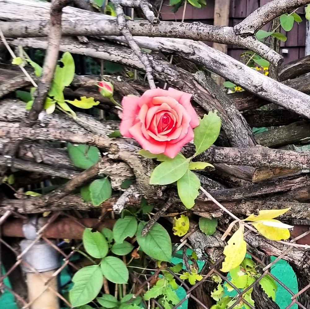 Meet your Posher, Neshat